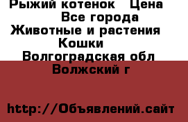 Рыжий котенок › Цена ­ 1 - Все города Животные и растения » Кошки   . Волгоградская обл.,Волжский г.